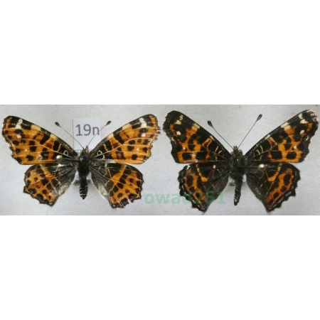 Araschnia levana (Linnaeus, 1758) pair form Rusałka kratkowiec Poland19n